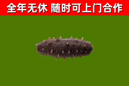 沧州烟酒回收干海参.jpg